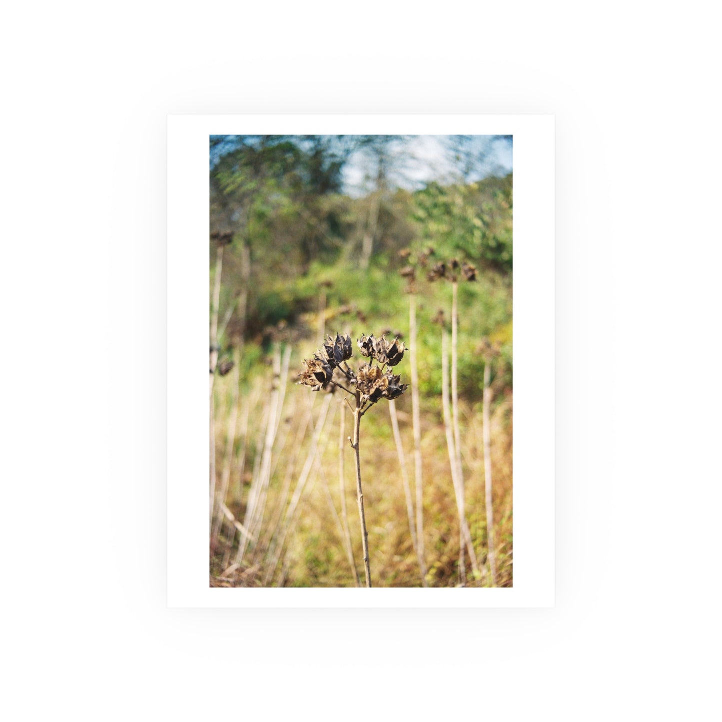 Swamp Rose Mallow, 2025 - Archival Matte Print