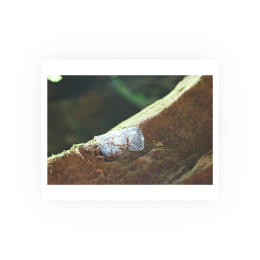 Crystal Cocoon, 2025 - Archival Matte Print