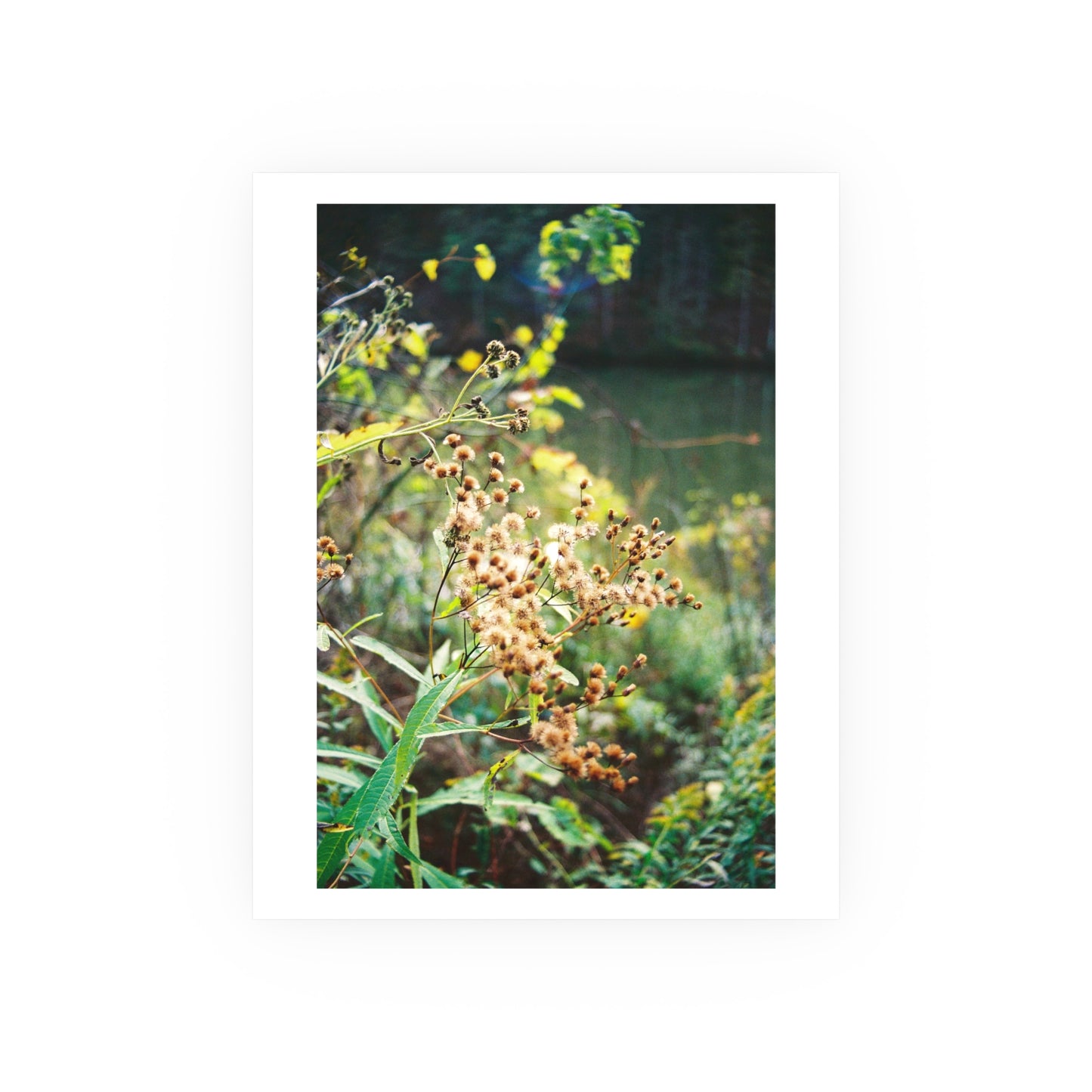 New York Ironweed, 2025 - Archival Matte Print