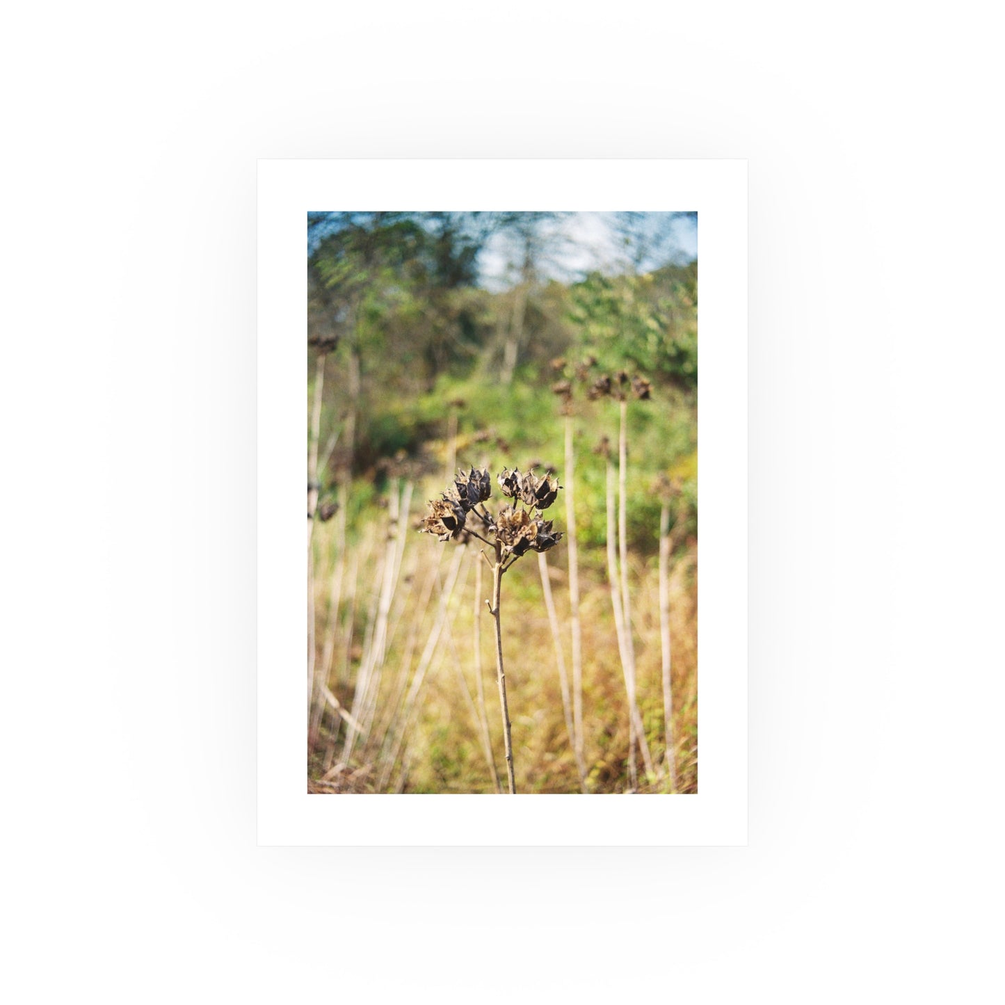 Swamp Rose Mallow, 2025 - Archival Matte Print