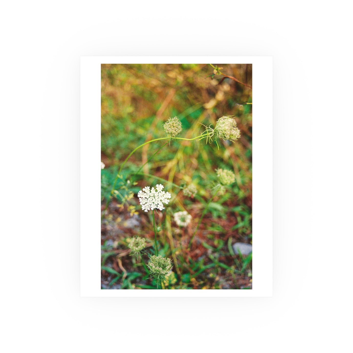 Queen Anne's Lace, 2025 - Archival Matte Print