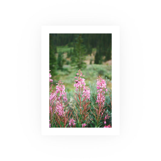 Rocky Mountain Fireweed, 2025 - Archival Matte Print