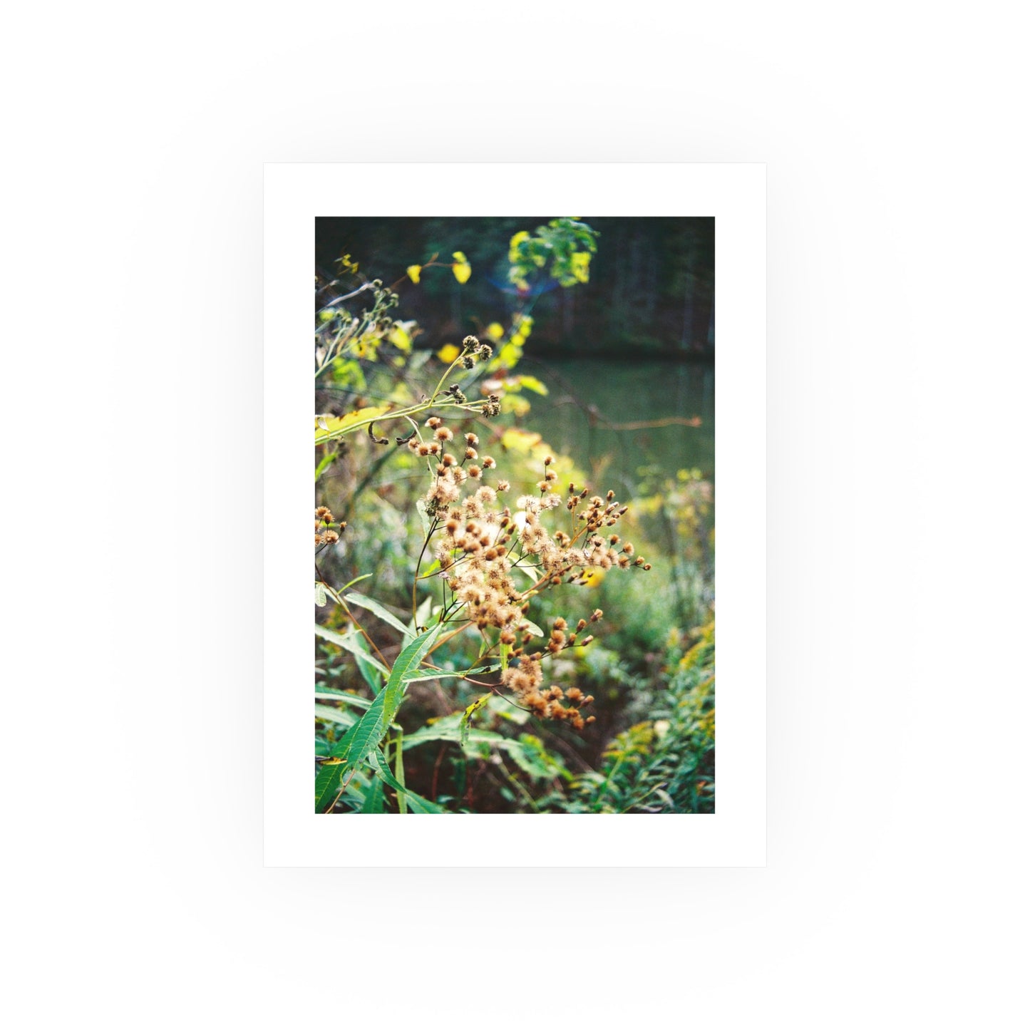 New York Ironweed, 2025 - Archival Matte Print