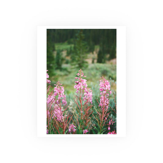 Rocky Mountain Fireweed, 2025 - Archival Matte Print