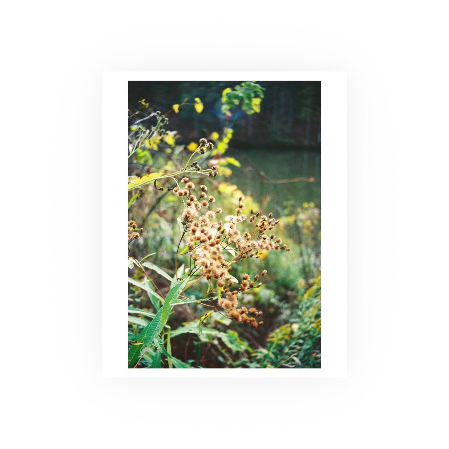 New York Ironweed, 2025 - Archival Matte Print