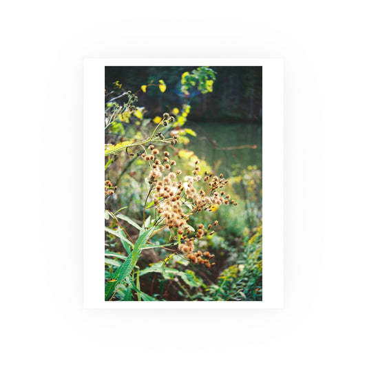 New York Ironweed, 2025 - Archival Matte Print
