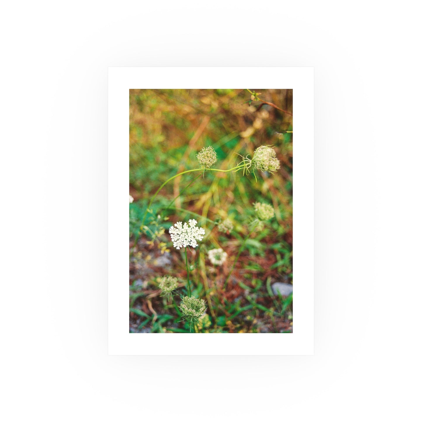 Queen Anne's Lace, 2025 - Archival Matte Print