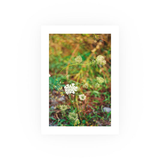 Queen Anne's Lace, 2025 - Archival Matte Print