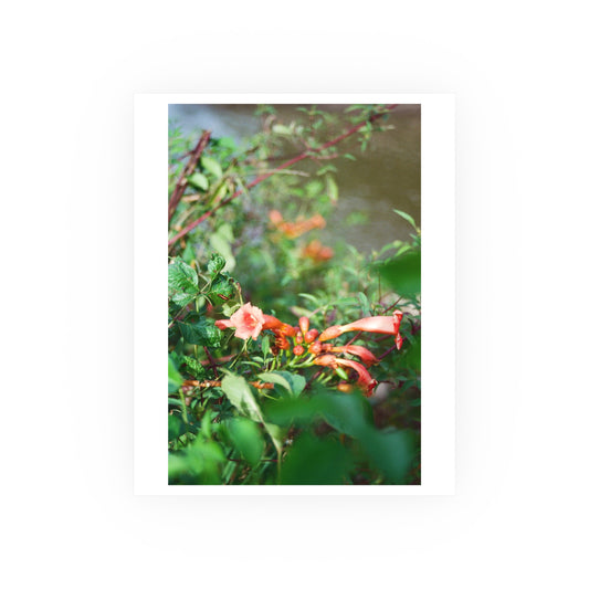 Mississippi River Trumpet Vine, 2025 - Archival Matte Print