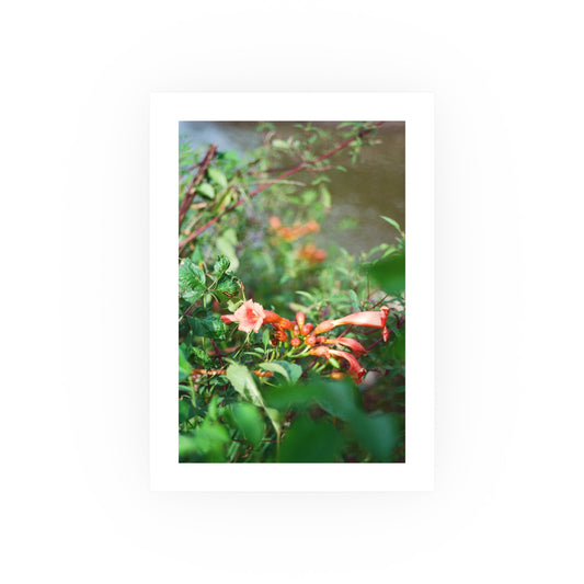 Mississippi River Trumpet Vine, 2025 - Archival Matte Print