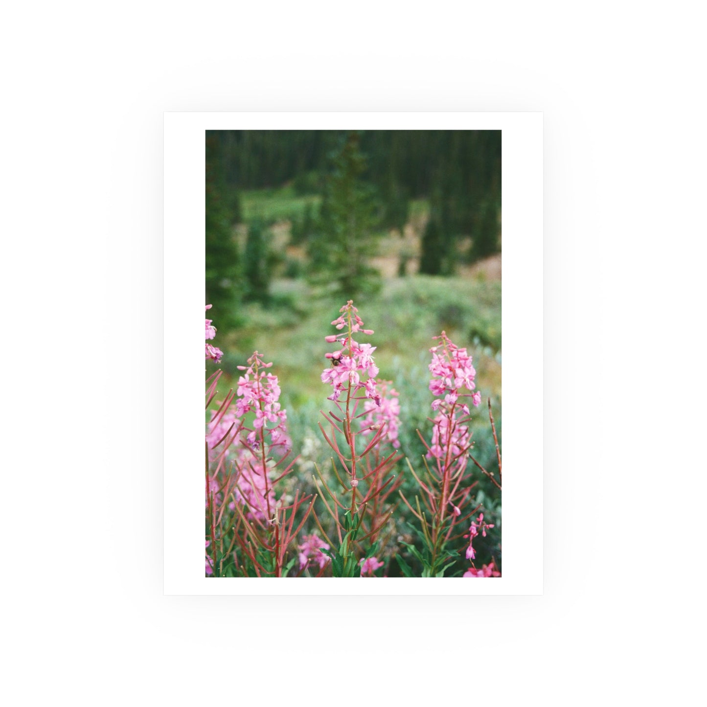 Rocky Mountain Fireweed, 2025 - Archival Matte Print