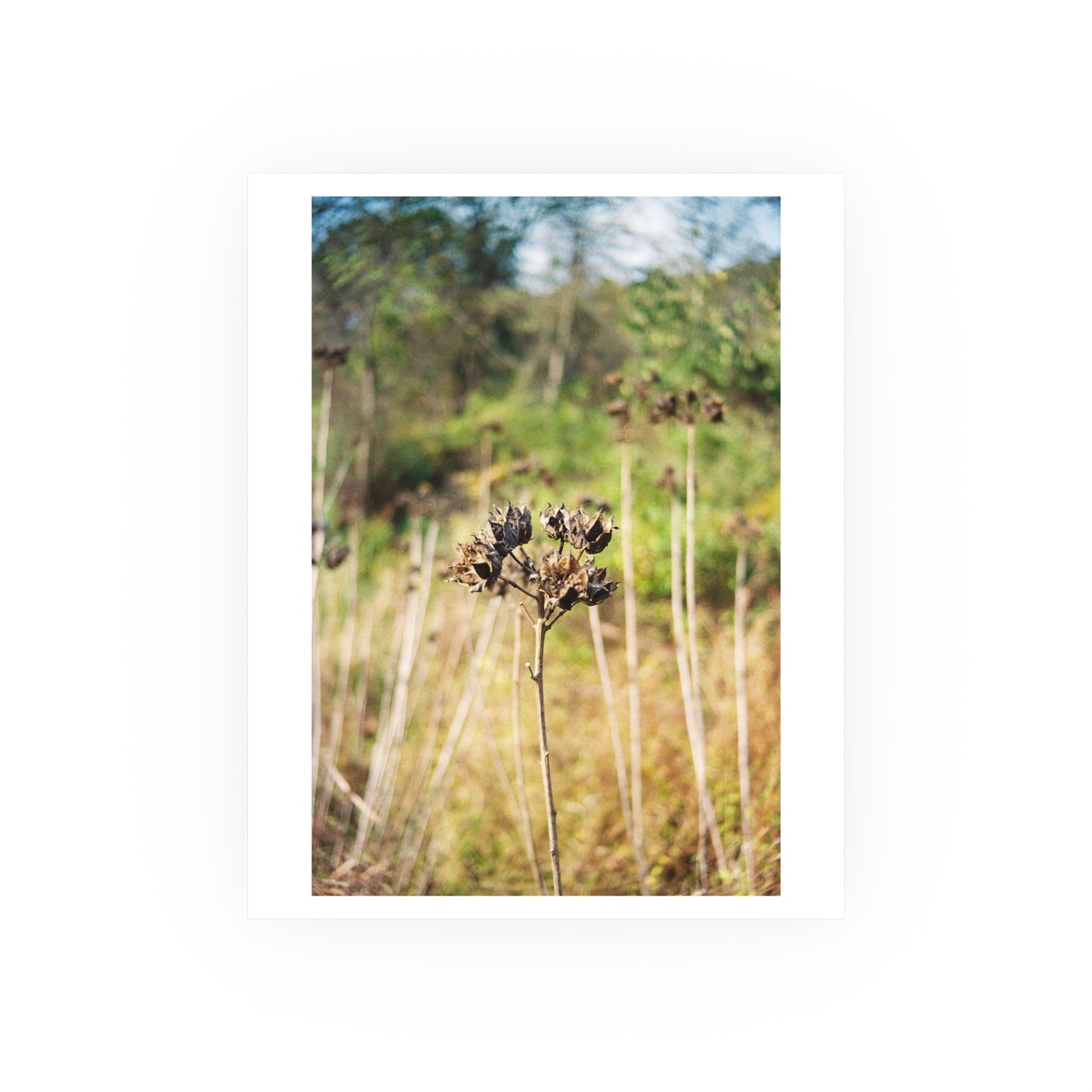 Swamp Rose Mallow, 2025 - Archival Matte Print